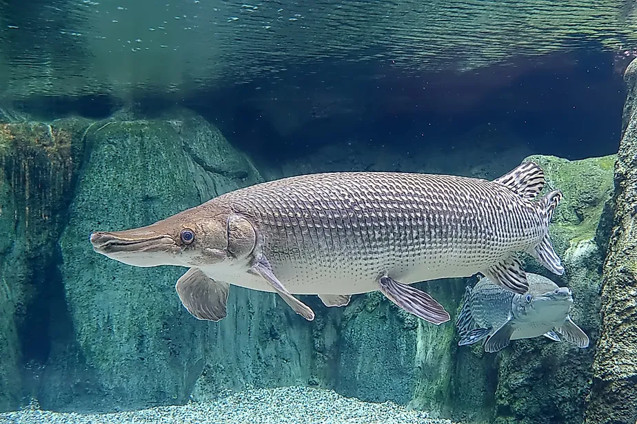 An alligator gar (Atractosteus spatula)
