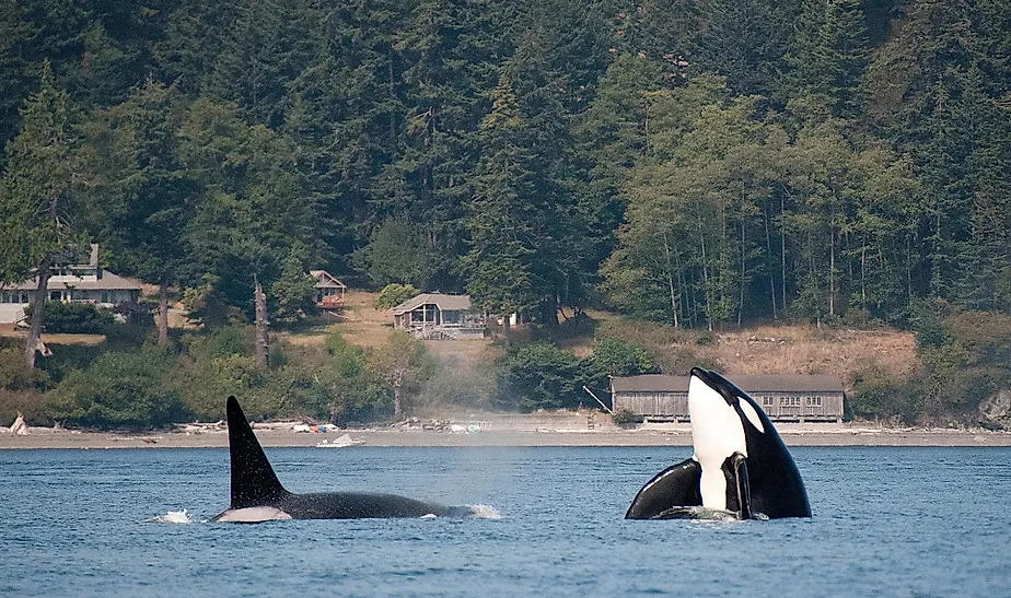 Orcas off the coast of Friday Harbor in the San Juan Islands, Washington.