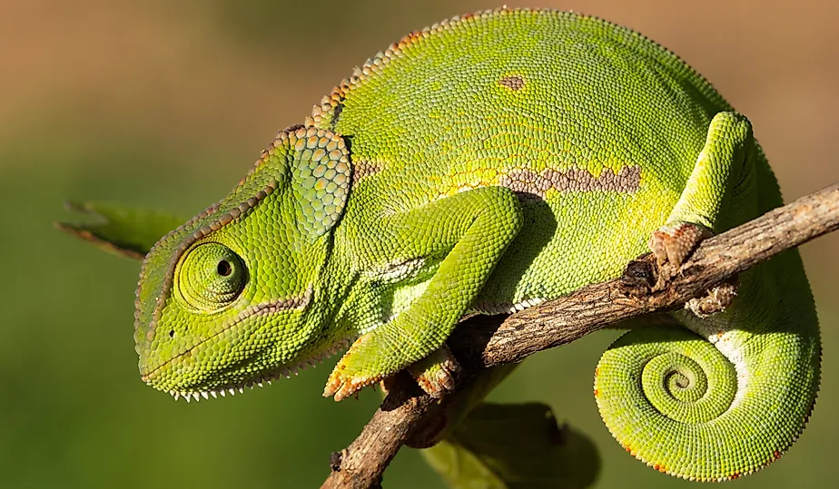 The Flap Necked Chameleon.