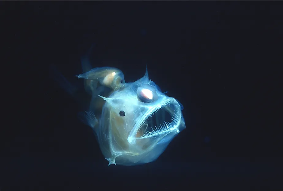 Deep sea anglerfish.