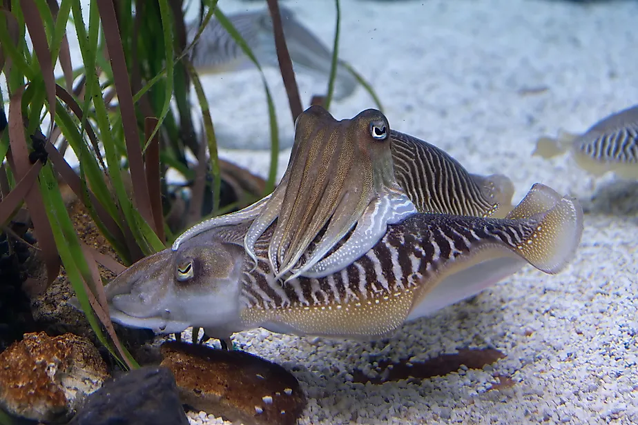 A pair of cuttlefish in water.