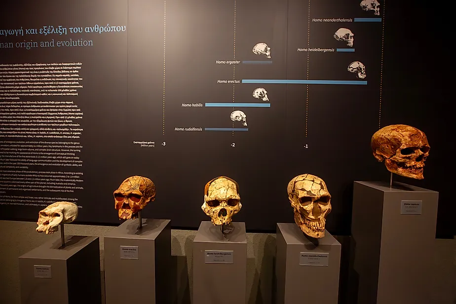 The evolutionary process led to modern humans. Editorial credit: Esin Deniz / Shutterstock.com