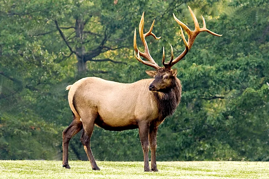 An Elk (Cervus canadensis)