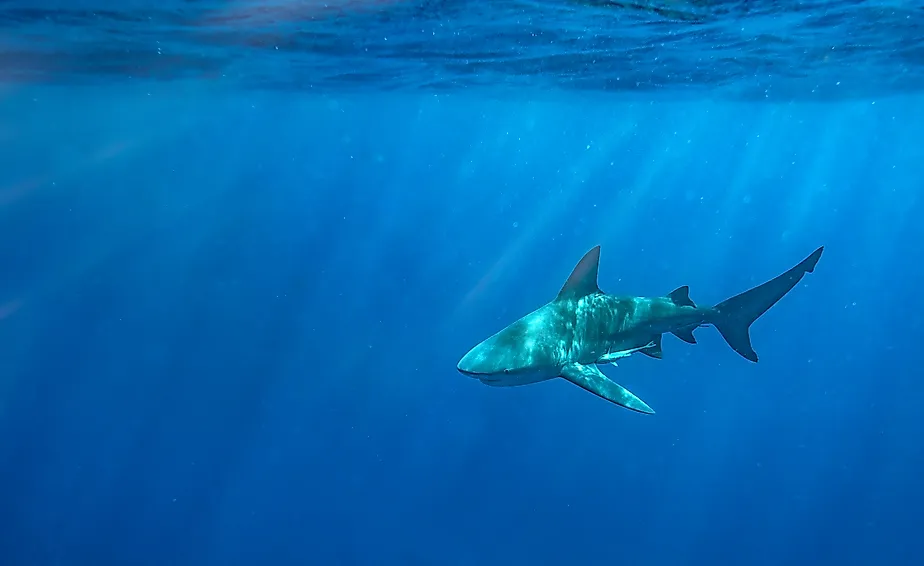 A bull shark off the coast of Florida. Credit: Harry Collins Photography / Shutterstock