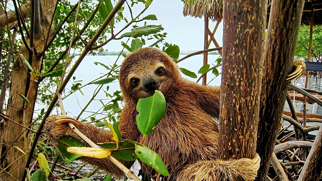 8 Animals Of The Rainforest That Are Known For Their Beauty 2