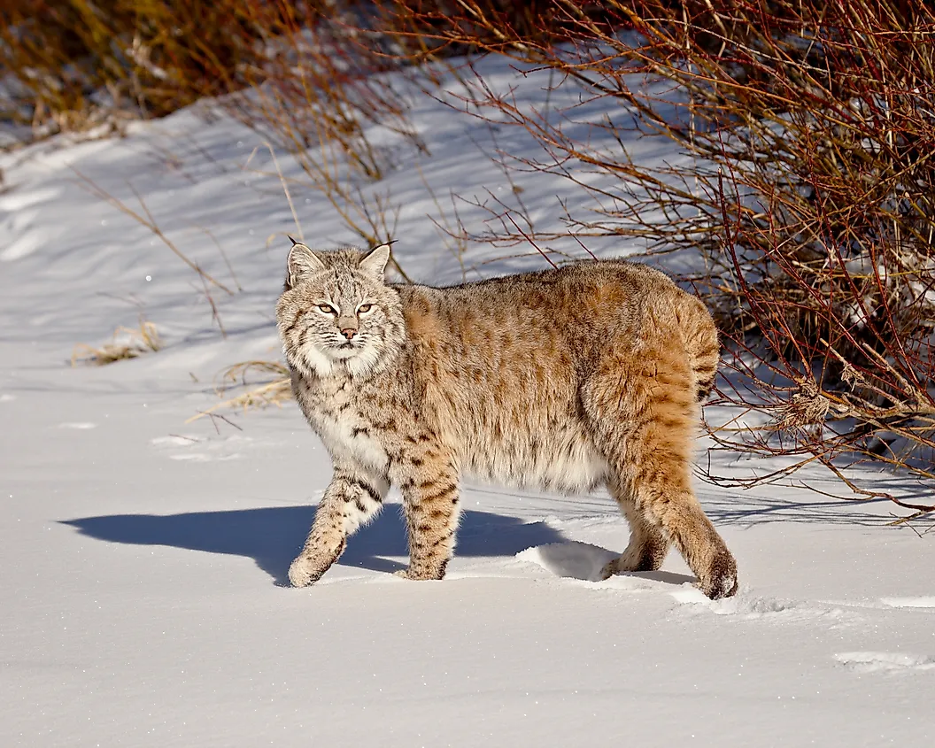 Bobcat