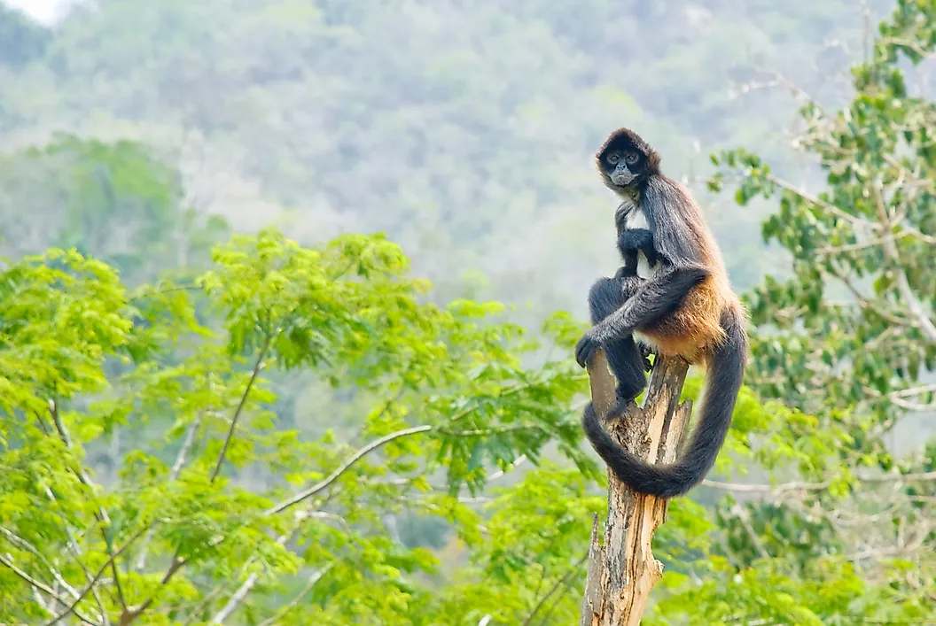 8 Animals Of The Rainforest That Are Known For Their Beauty 3