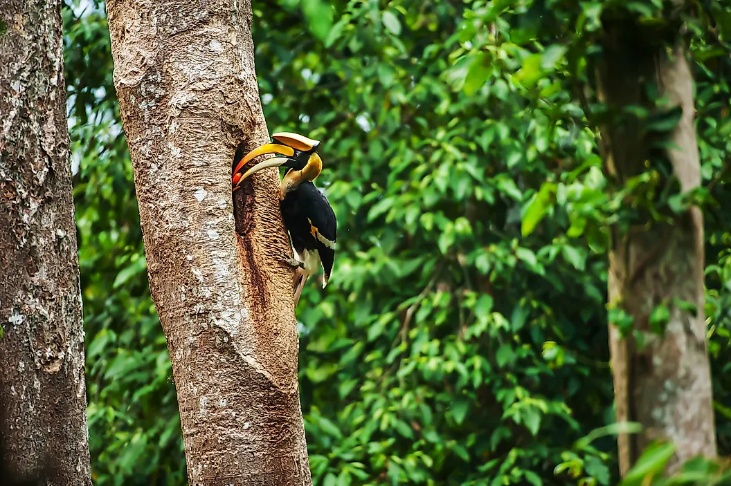 8 Animals Of The Rainforest That Are Known For Their Beauty 1