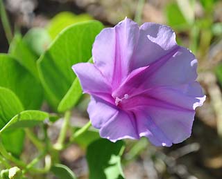 beach flower