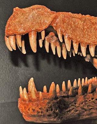alligator head