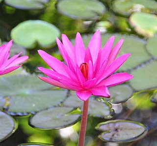 water flower