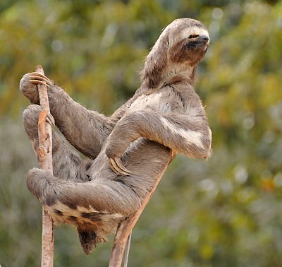 brazil, boca da valeria, amazon sloth