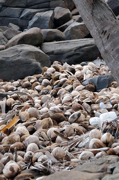 devils island, coconut husks