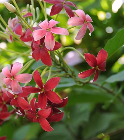 devils island, flowers