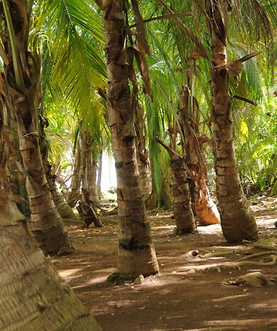 devils island, coconut palms