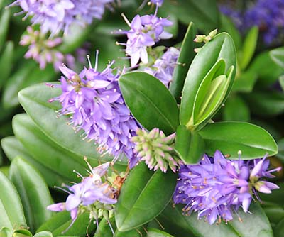 falkland islands, flowers