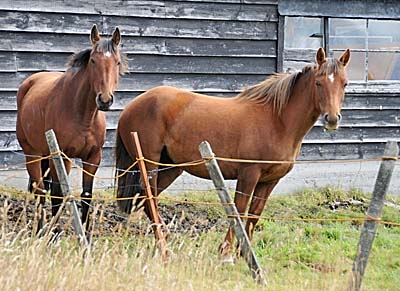falkland islands, horses