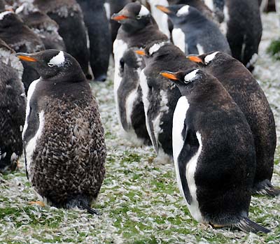 falkland island winds