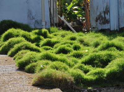 colombia, isla de providencia, ground cover