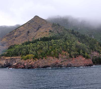 chile, isla robinson crusoe, forests