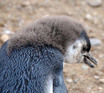chile, magdalena island, molting chick