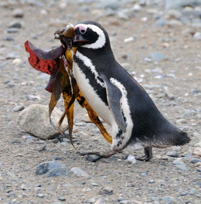 chile, magdalena island, penguin nest building