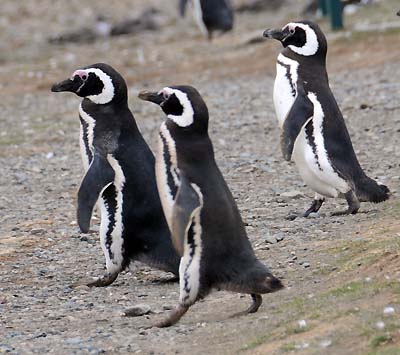 chile, magdalena island, penguins walking