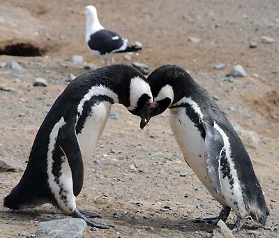 chile, magdalena island, penguins snuggling