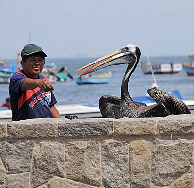 peru, paracas, pelican