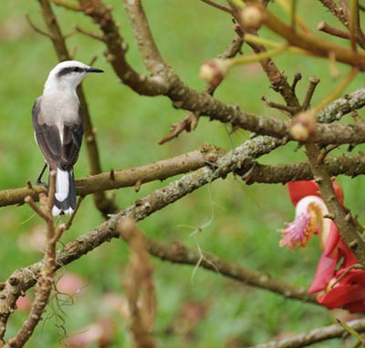 brazil, rio de janeiro, bird life