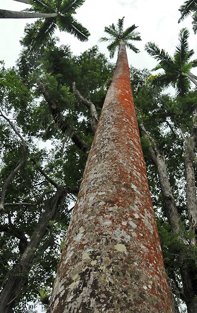 brazil, rio de janeiro, royal palm trees