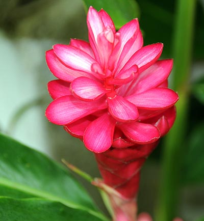 brazil, rio de janeiro, red ginger plants