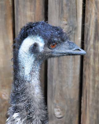 australian emu