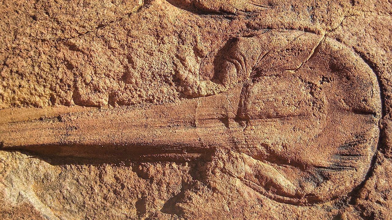 Aspidella. Image credit: sciencemag.org