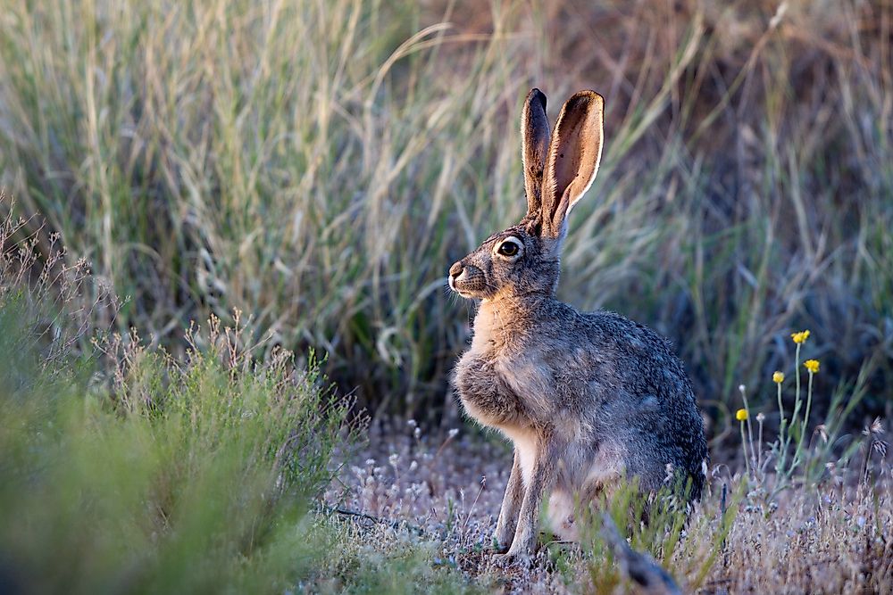 Jack rabbits can be found in Goblin Valley State Park.