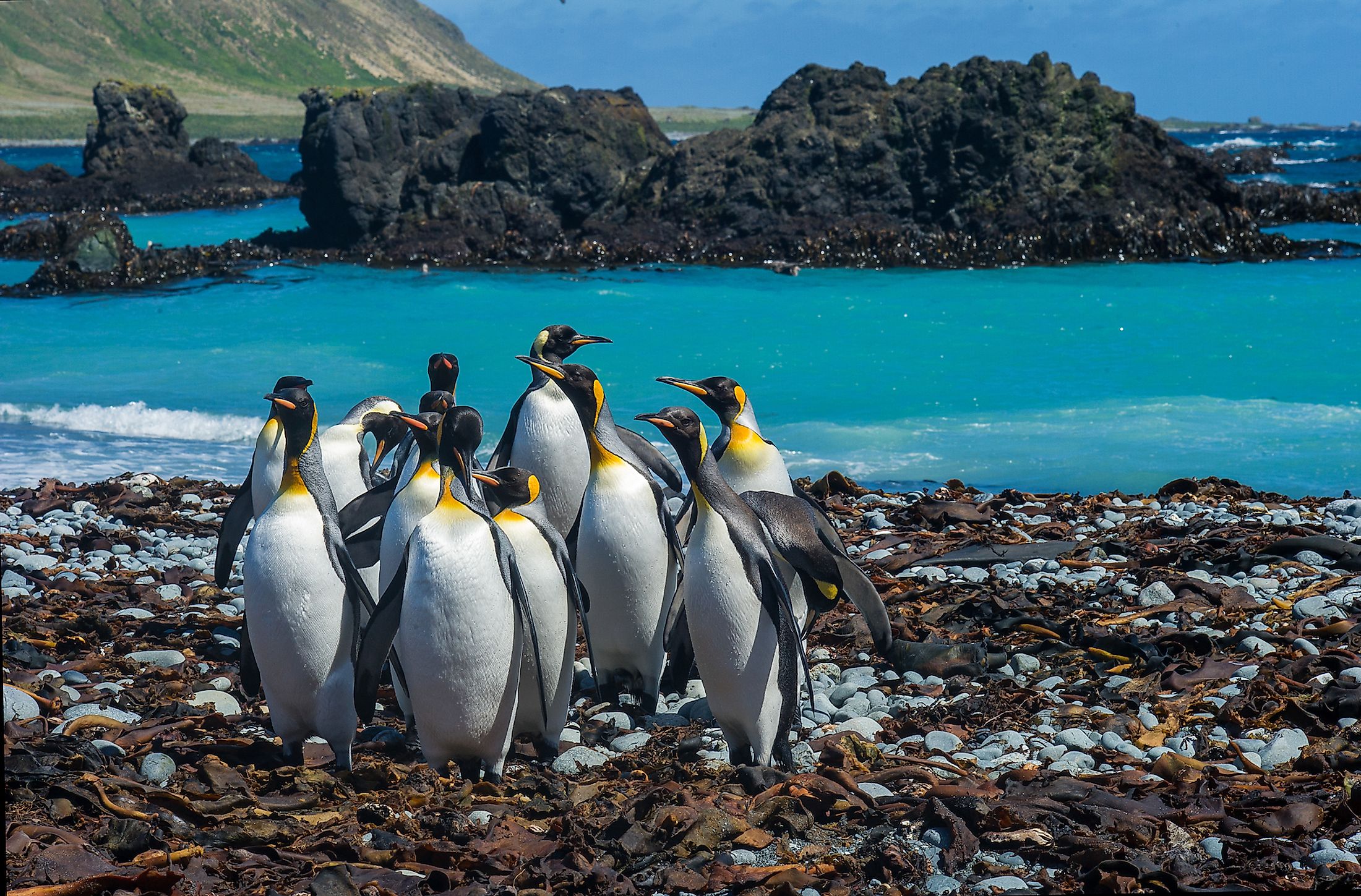 ​Macquarie Island