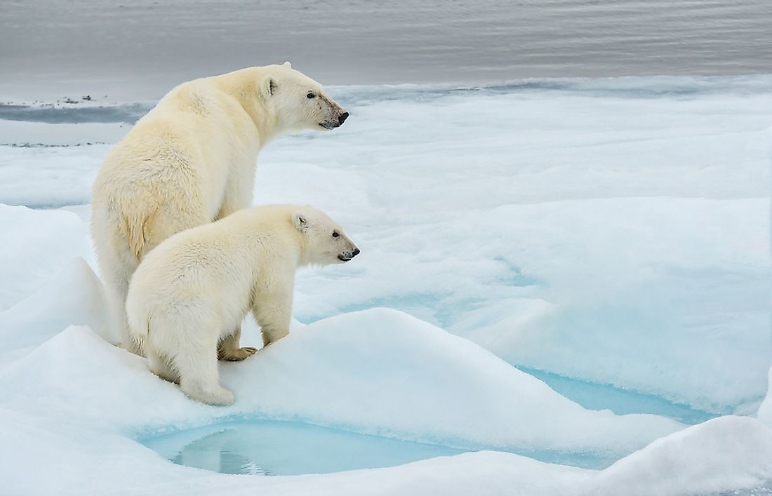 Polar bears prefer a cold climate.