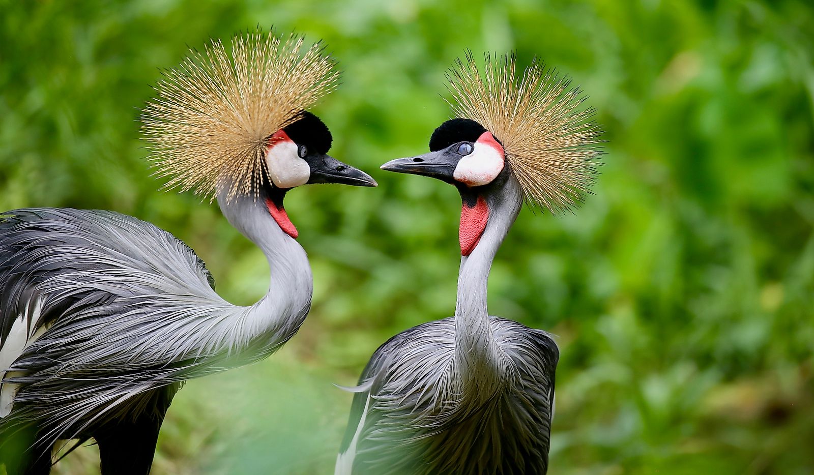 Crested crane is the national bird of Uganda.