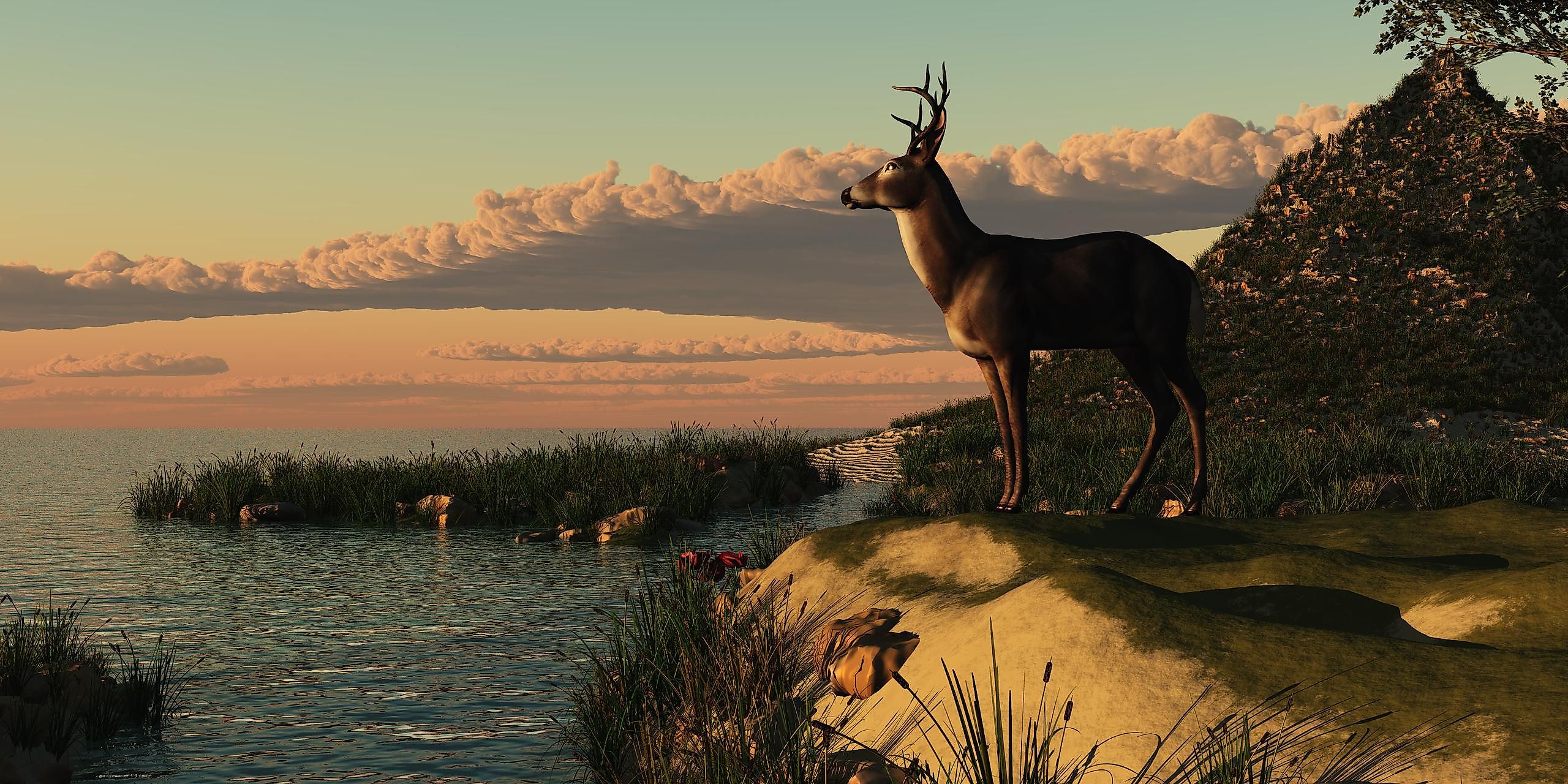 All living things share some similar characteristics. These characteristics may not appear in the same shape or form in every living thing, but they are always present.