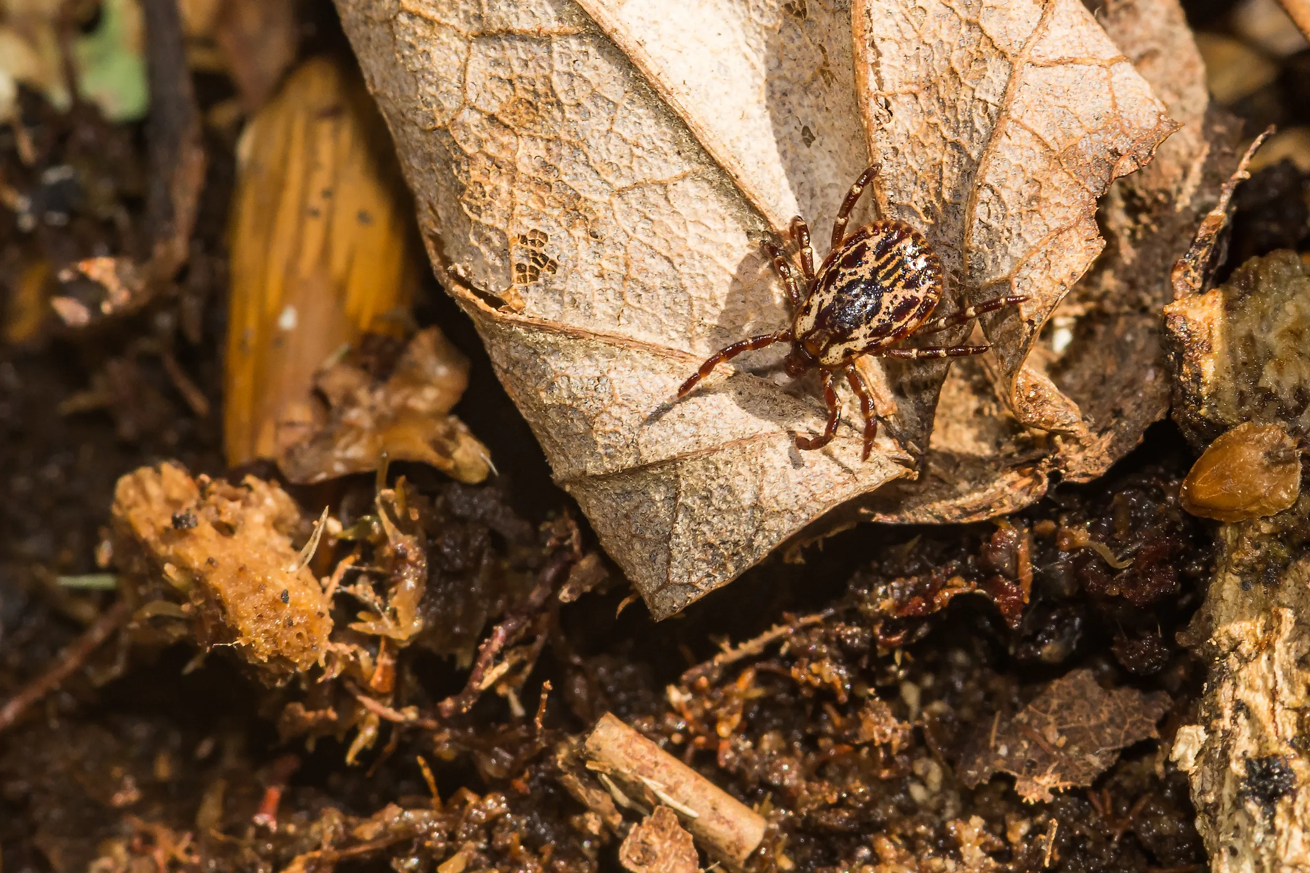 American Dog Tick - Dermacentor variabilis 
