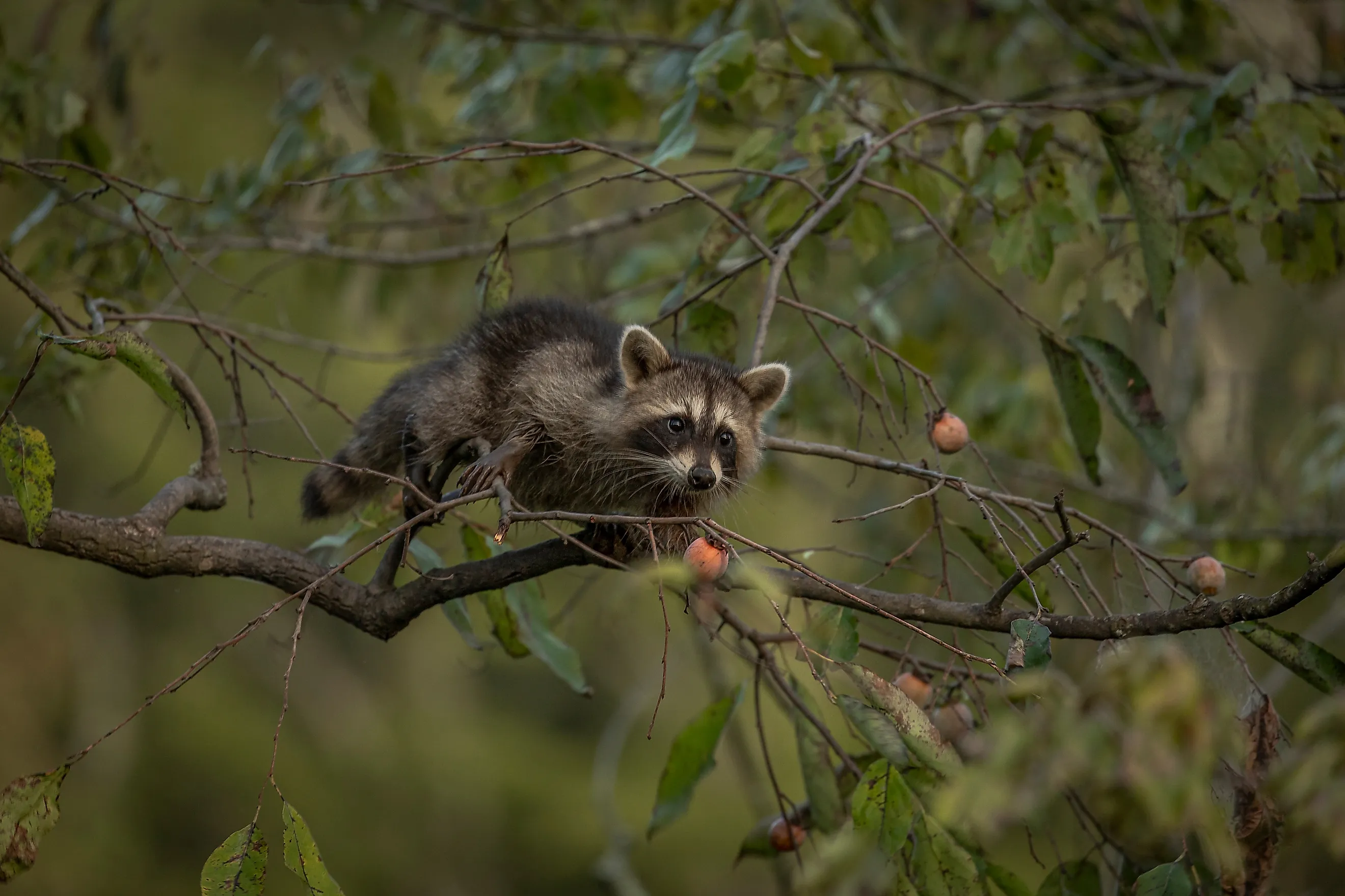 Baby Racoons climbing Persimmon trees to eat the fruit