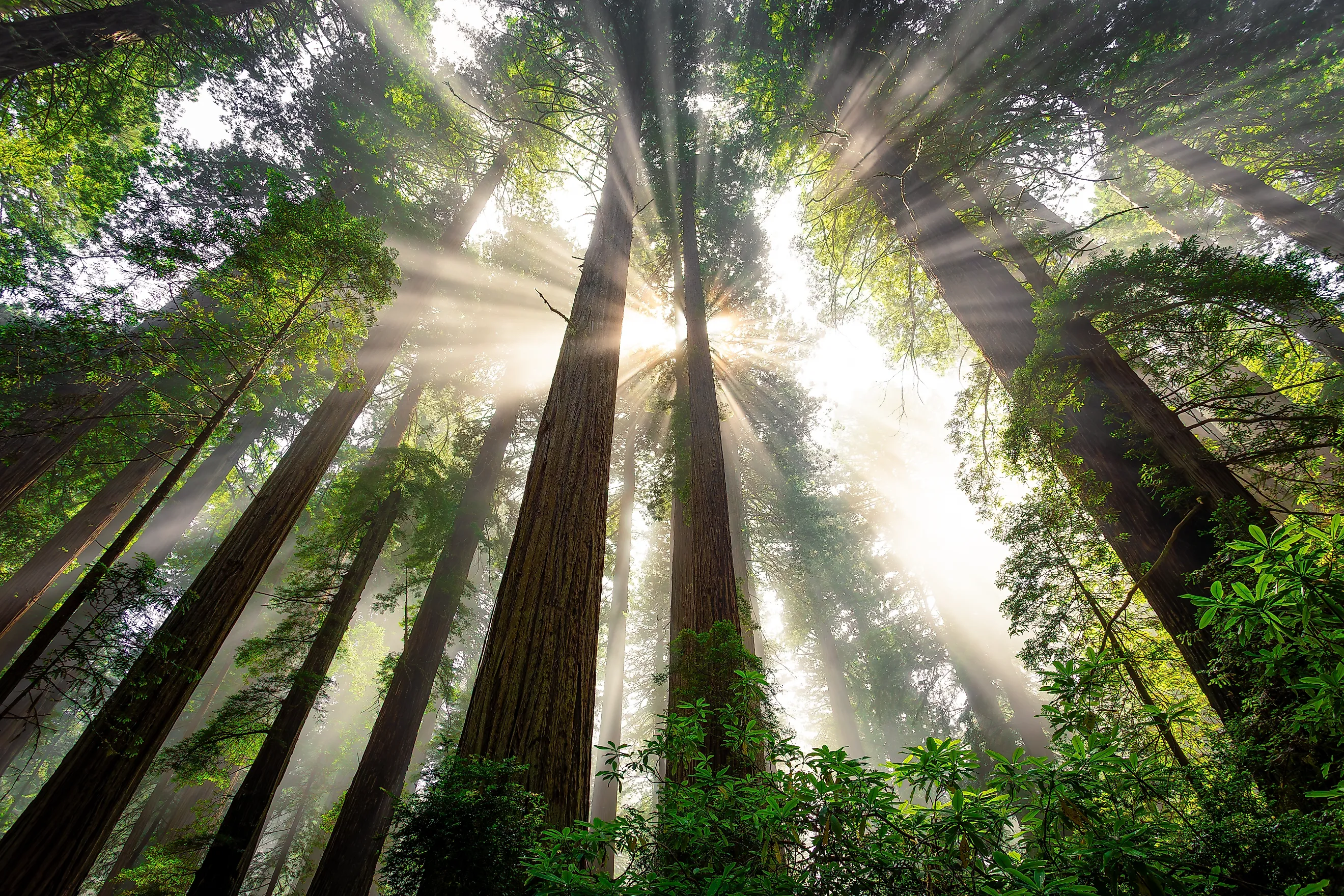 Foggy Light in the Redwoods at Del Norte Coast Redwoods State Park, Redwoods National Park, California. 
