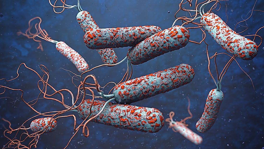 patógenos da cólera
