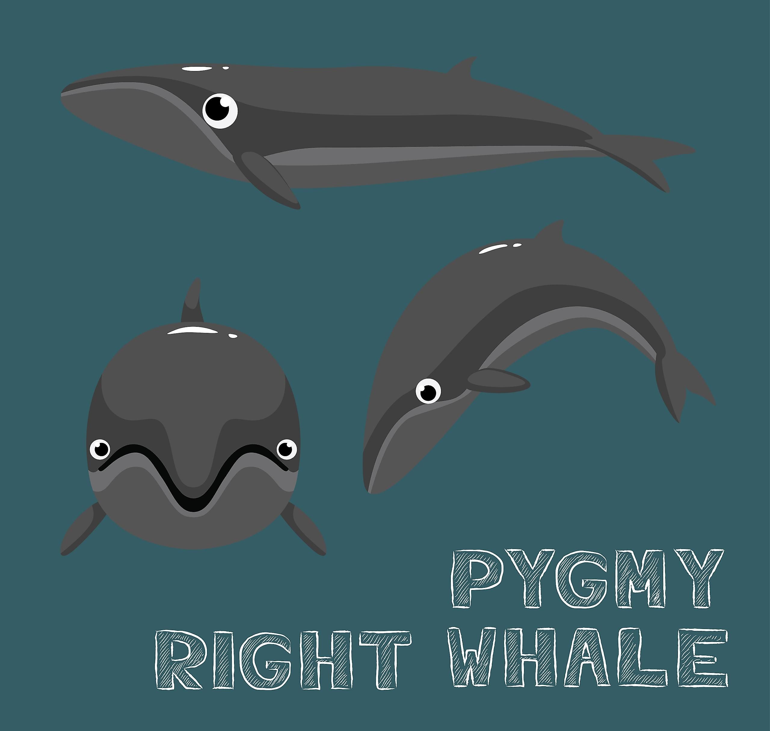 Another animal species thought to have been extinct until it was rediscovered in 2012, the pygmy right whale is an extremely rare animal.