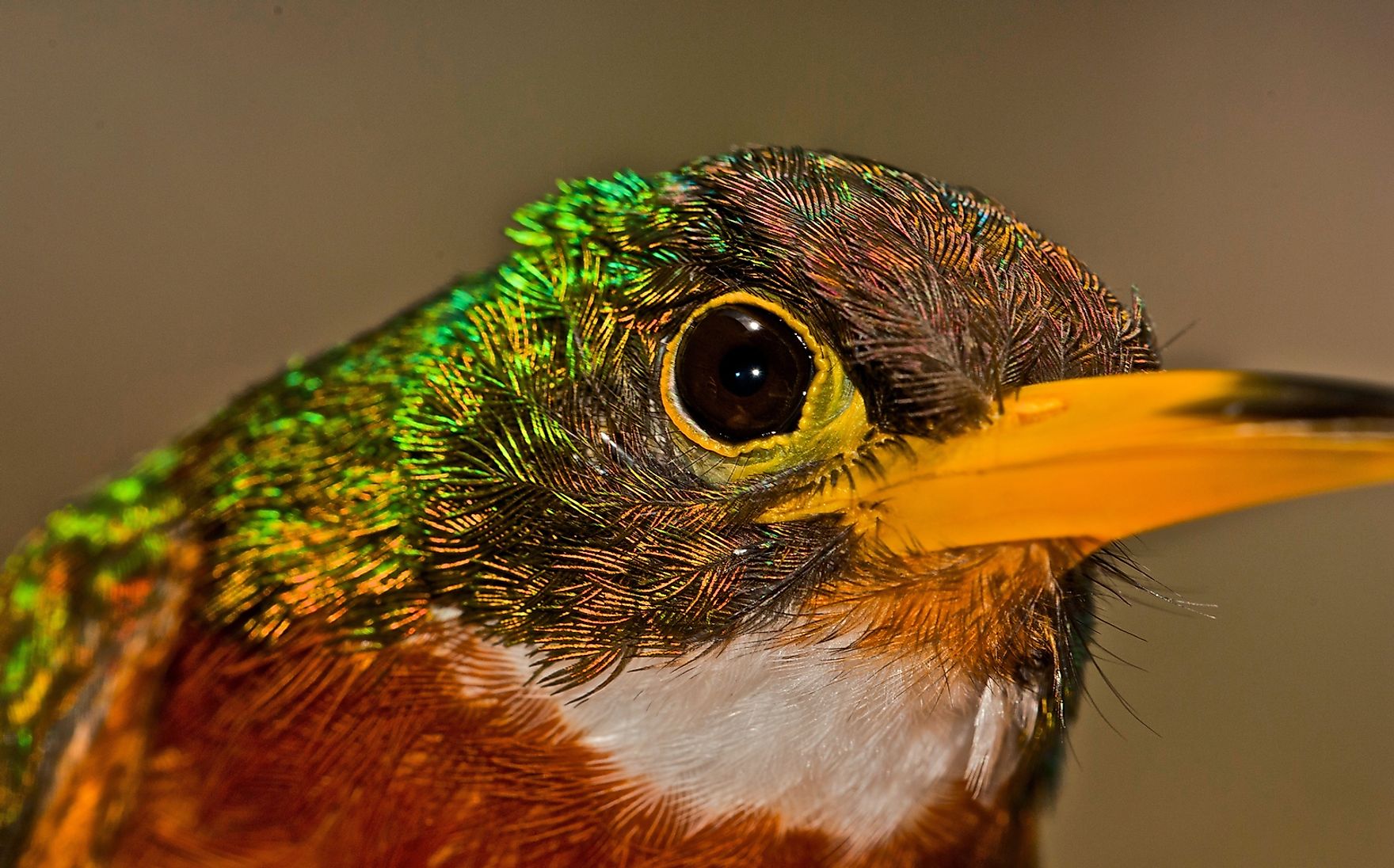 Animales De Ecuador