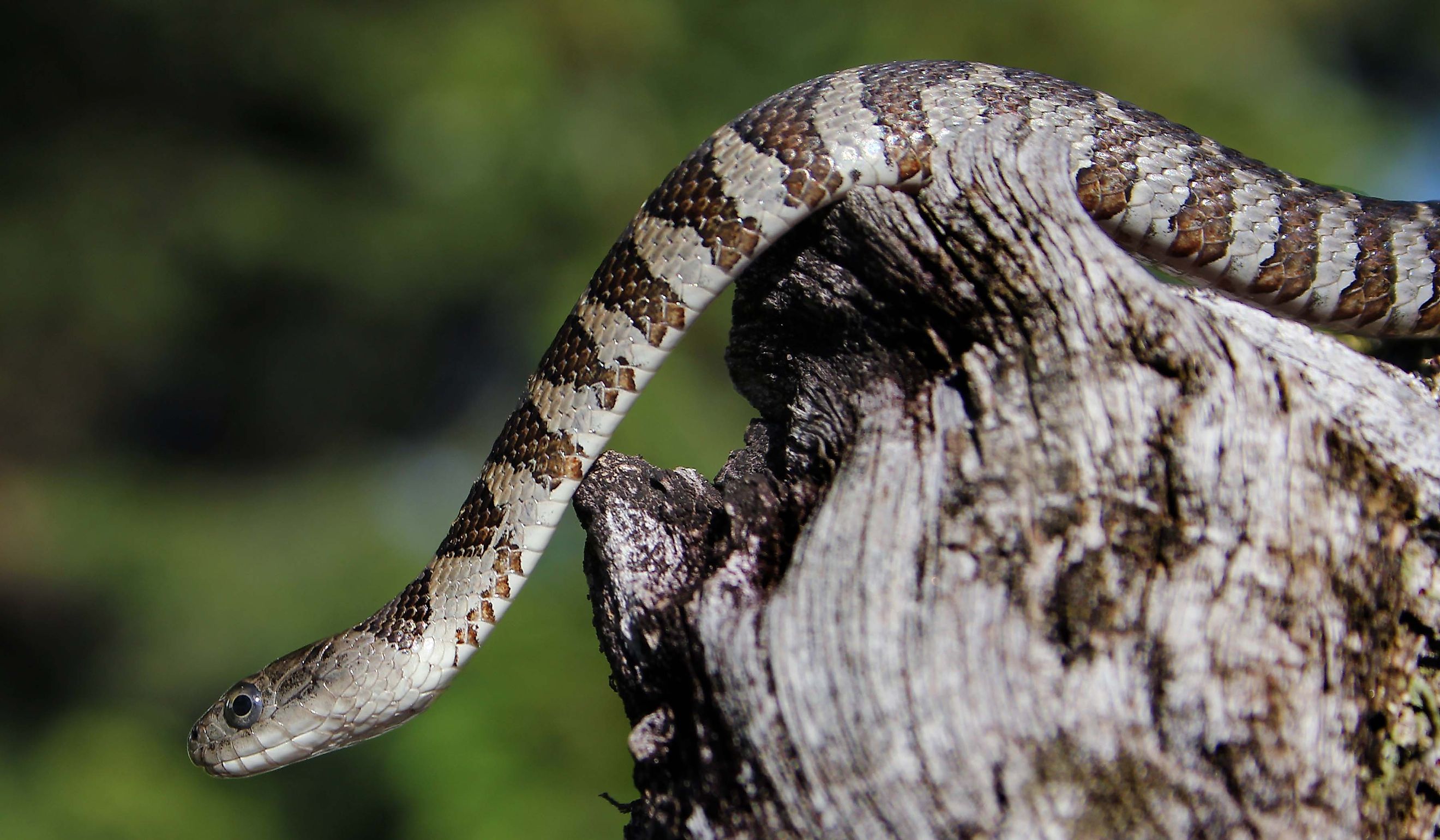 Northern water snake.