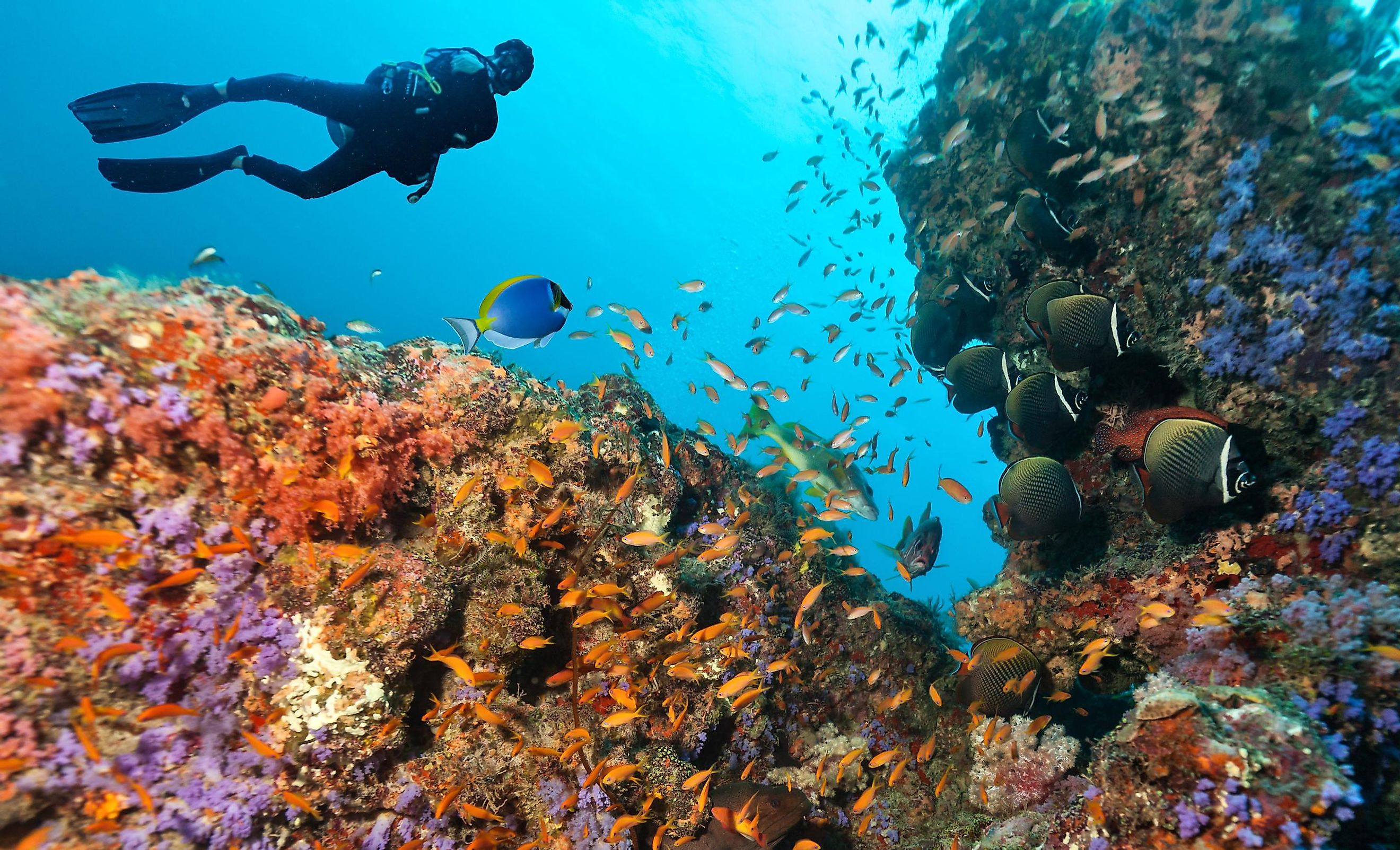 A scuba diver explores a coral reef full of different species of fish. Source: Shutterstock.com