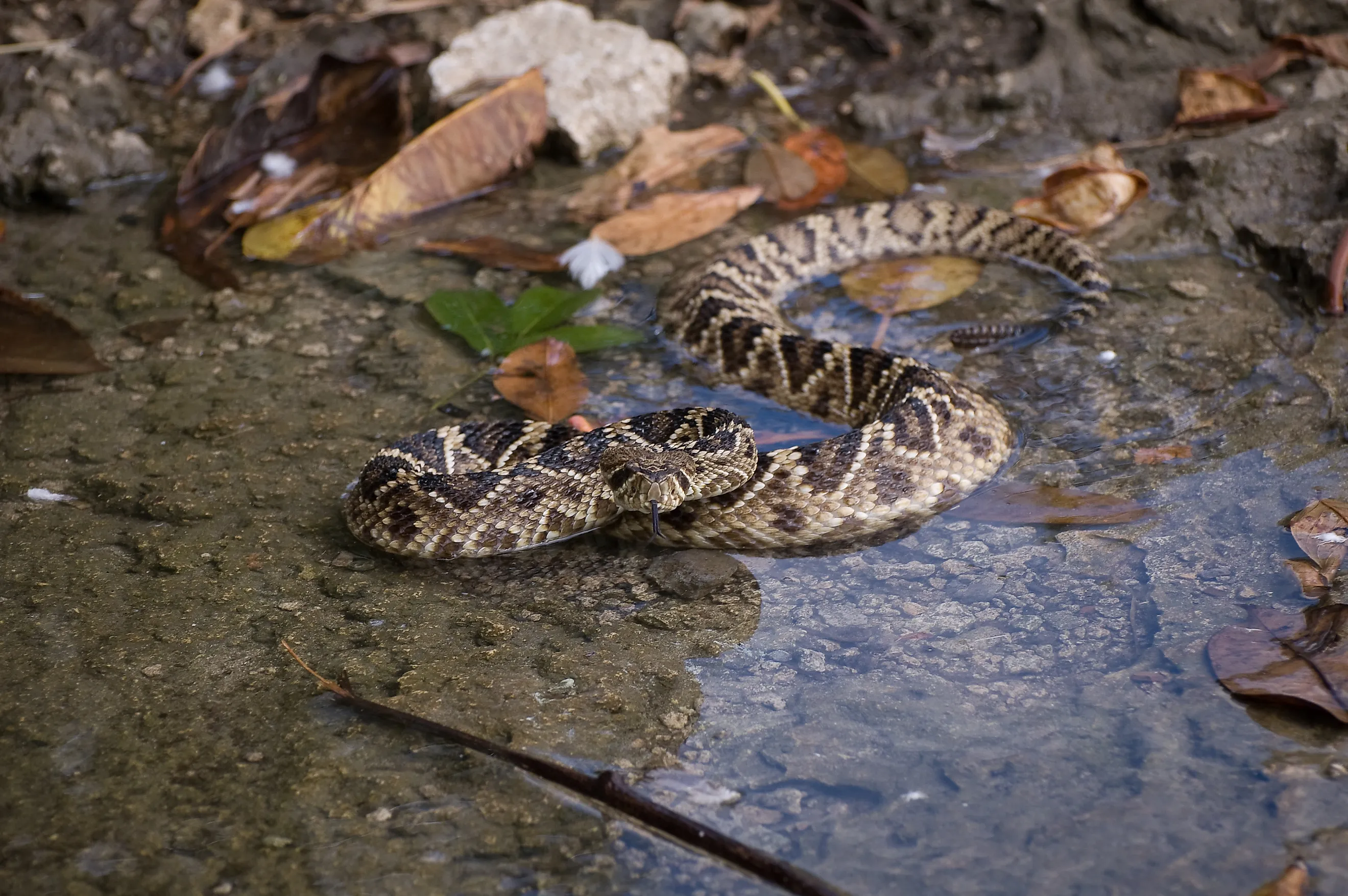 An eastern diamondback rattlesnake.