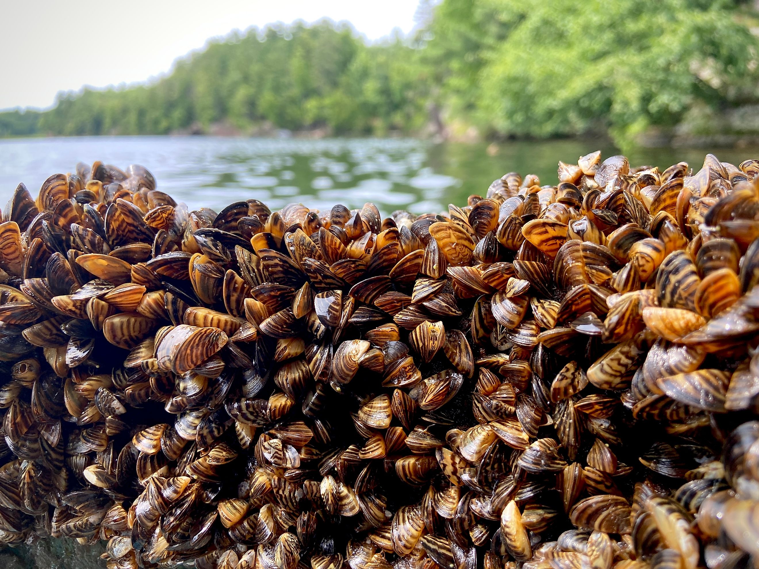 Dense Collection of Zebra Mussels