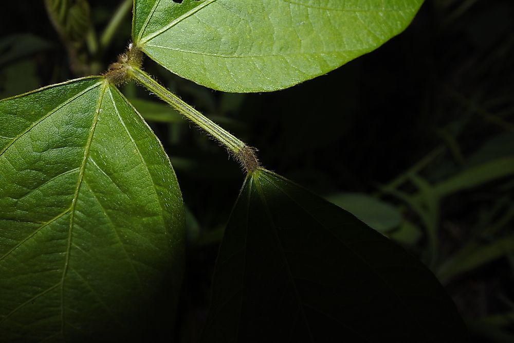 Soybeans that have been subjected to cadmium contamination.